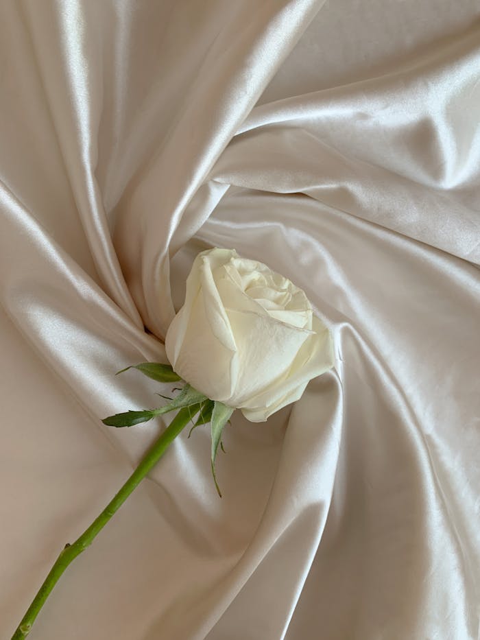 A serene still life of a white rose on smooth silk fabric, showcasing elegance and purity.