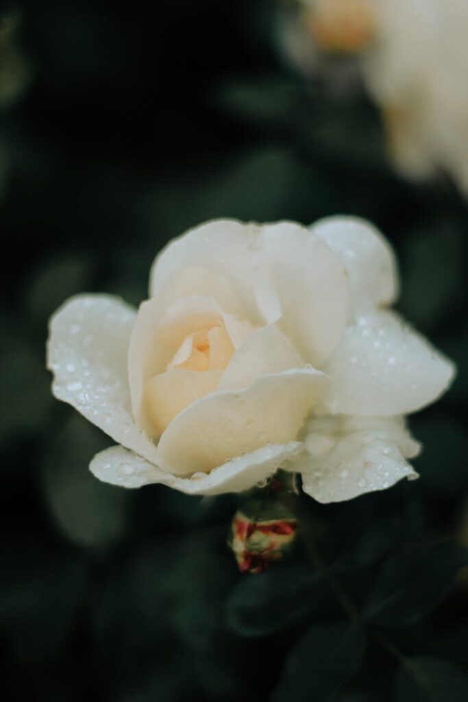 Beautiful close-up of a white rose with dewdrops, perfect for nature-inspired themes and backgrounds.